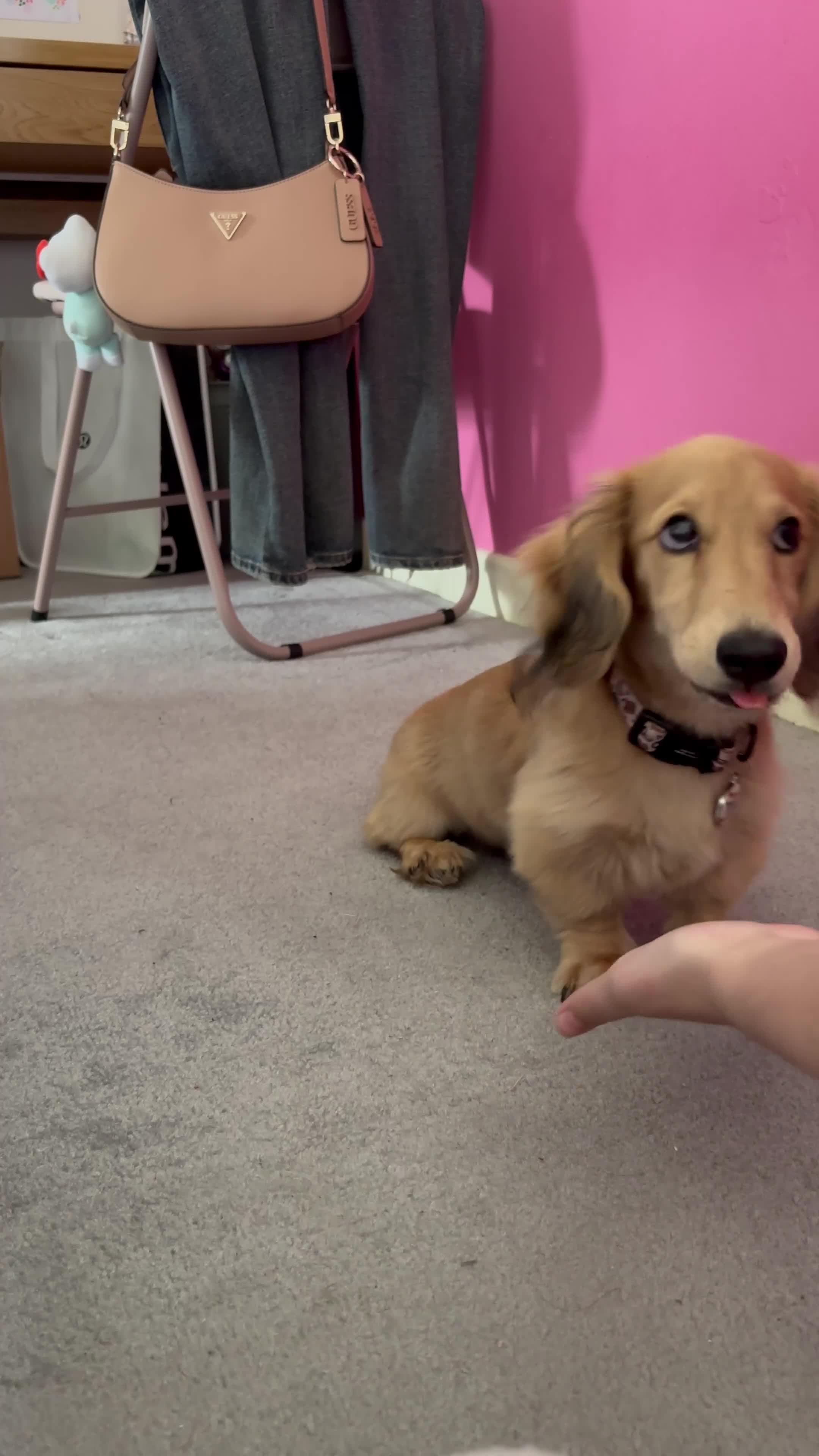 Miniature Dachshund dogs for stud: Yogi B - Video 1