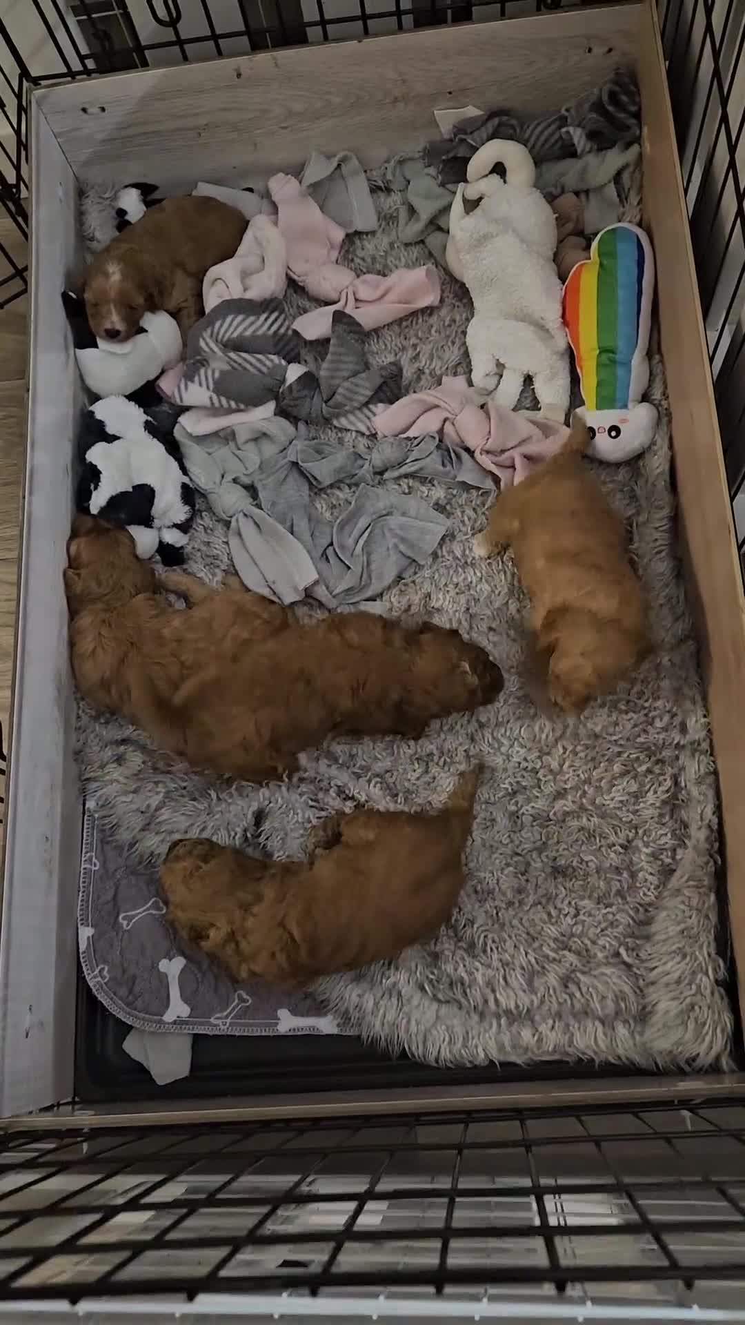 Cavapoo dogs for sale: F1bb extensively health tested caverpoo pups  - Video 1