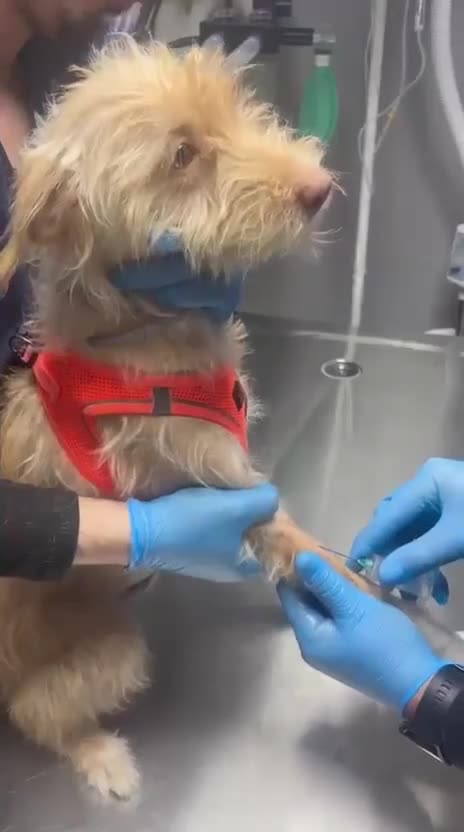 Mixed Breed dogs for adoption: Bal (Honey) –  Terrier Looking for Her Home - Video 5