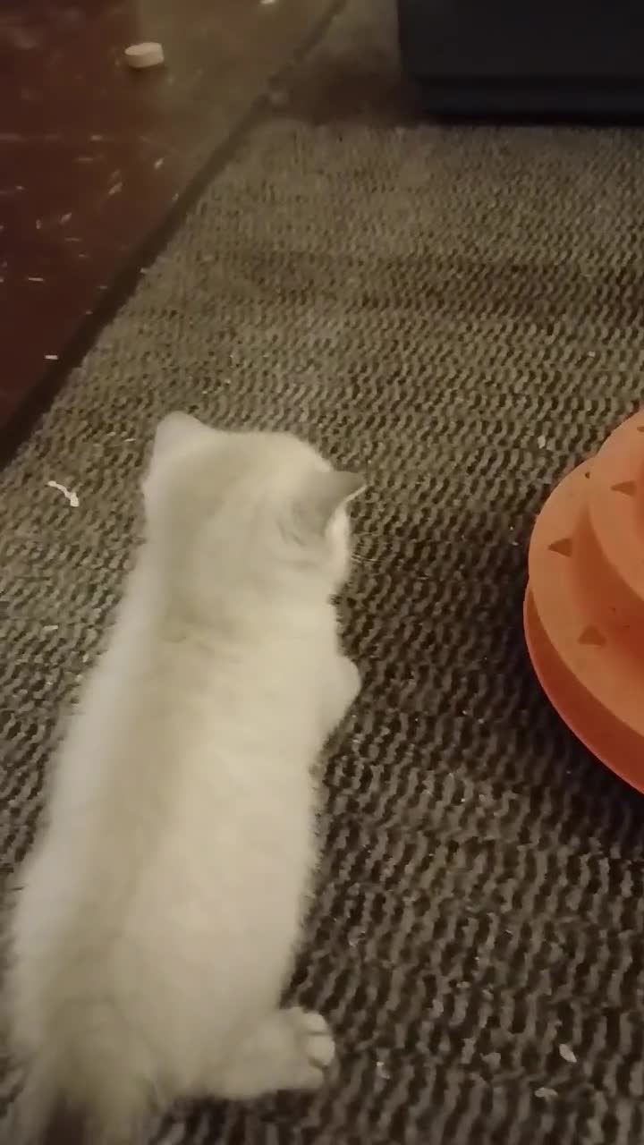British Shorthair cats for sale: Kittens available. - Video 3