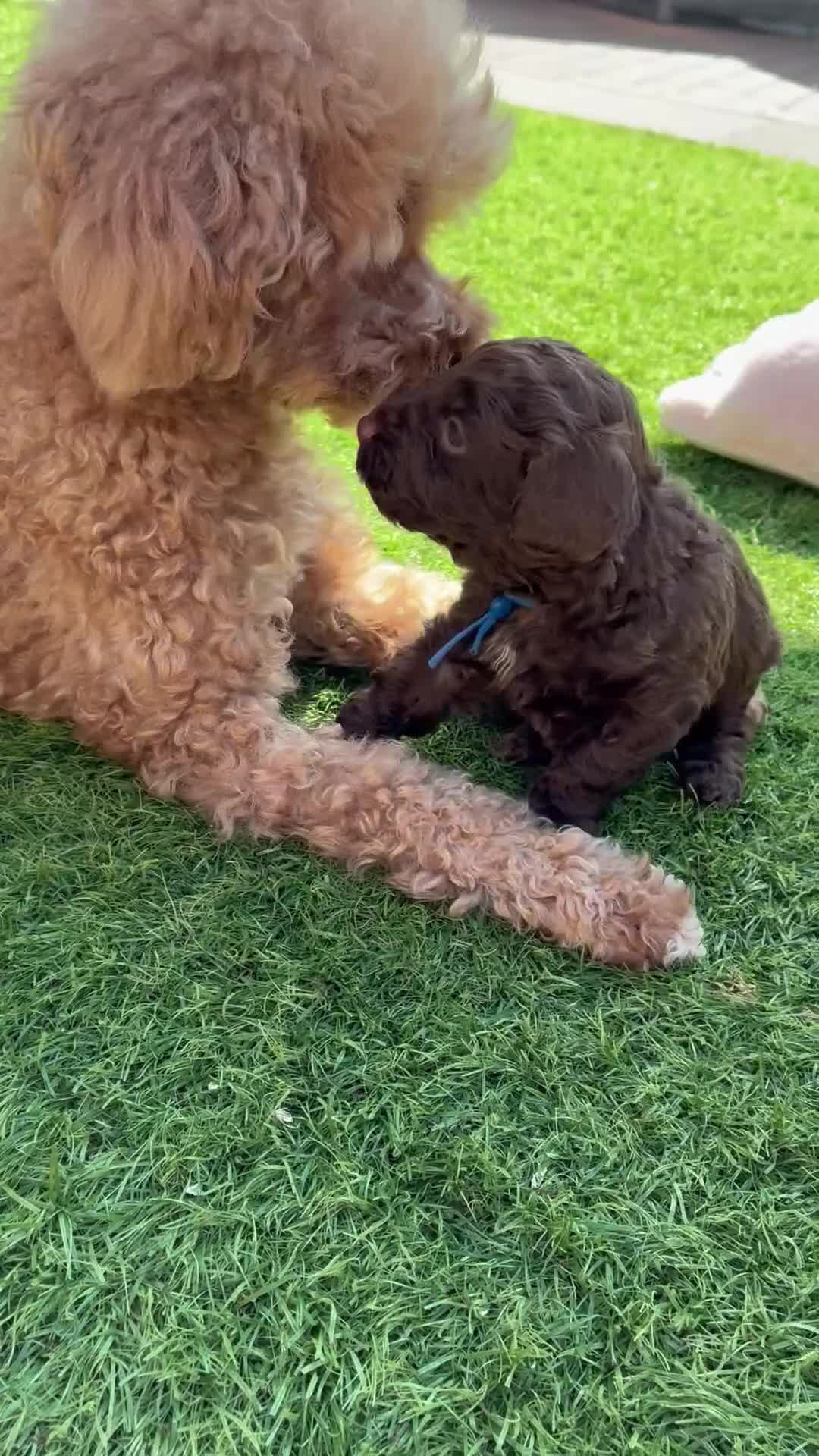 Cockapoo dogs for sale: 3 Female Gorgeous Cockapoos in Liverpool - Video 3