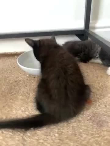 Mixed Breed cats for sale: Kittens  - Video 4
