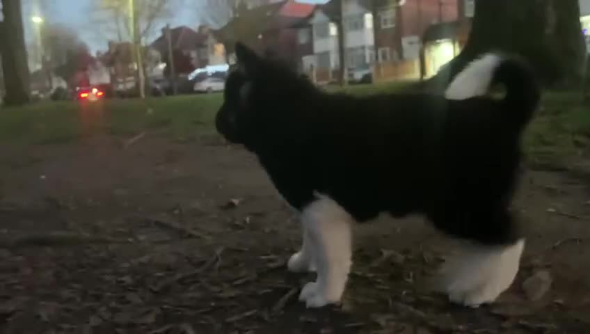 Akita dogs for sale: CHAMPION SHOW potential KC REG AKITA PUPPIES   - Video 2