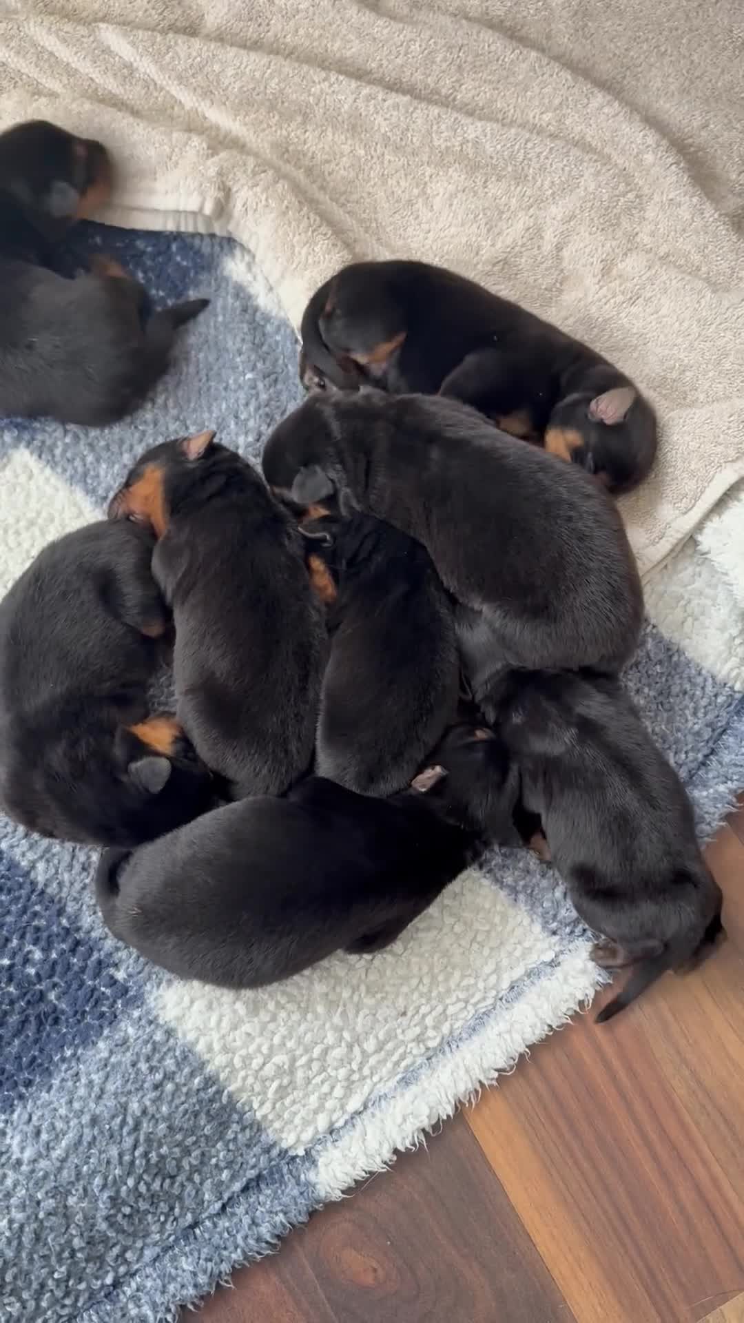 Mixed Breed dogs for sale: Shepweiler Puppies (GSD x Rottie) - Video 1