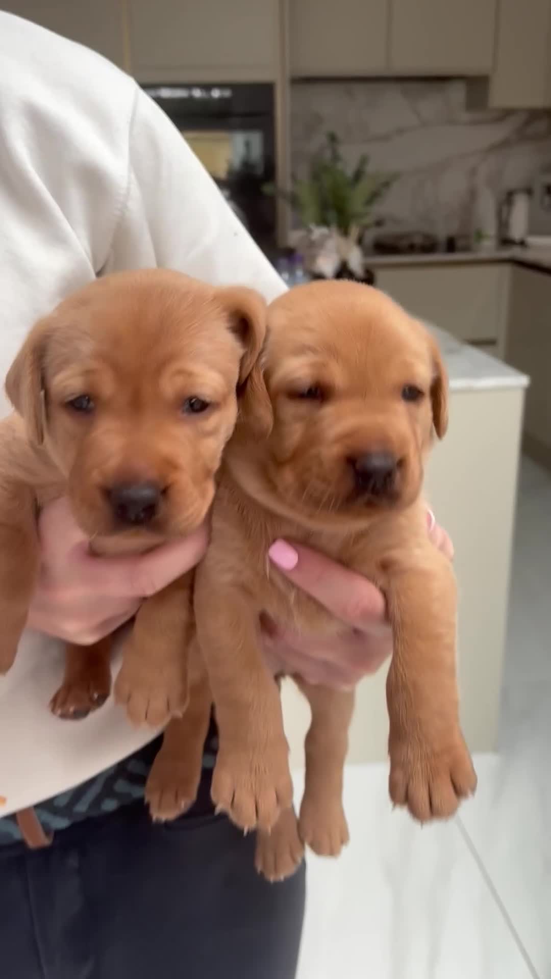 Labrador Retriever dogs for sale: Beautiful KC Registered Labrador Puppies - Video 1
