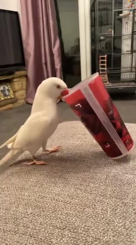 Ringnecks birds for sale: Ring neck  - Video 4