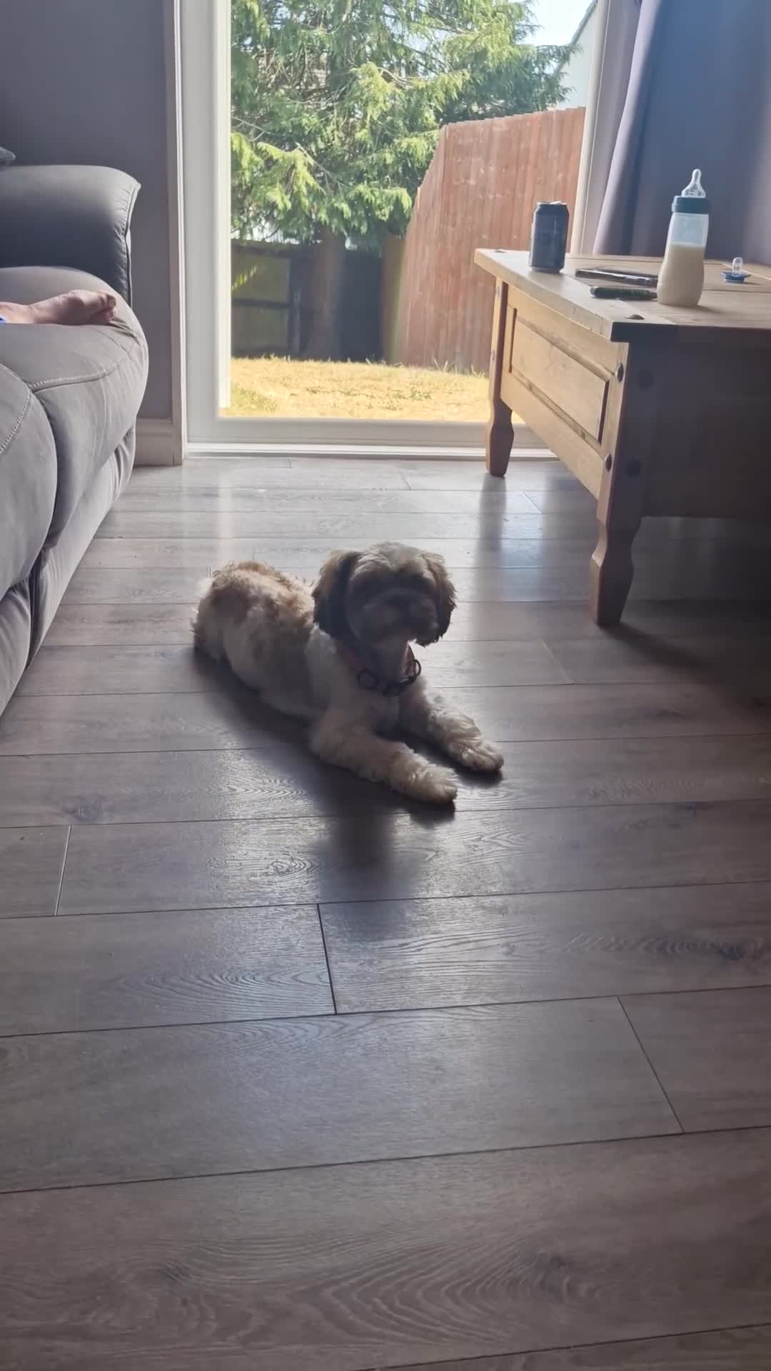Shih Tzu dogs for sale: Beautiful shih Tzu puppies for sale  in Newport - Video 1