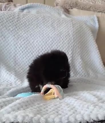 Pomeranian dogs for sale: 🐶 Tiny pomeranian puppies 🐶  - Video 5