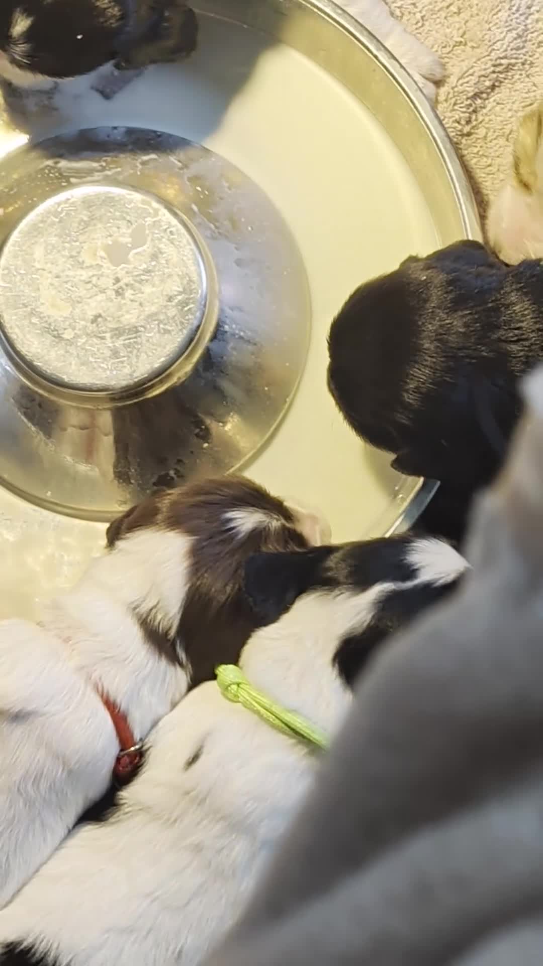 Cocker Spaniel dogs for sale: Mrs Michelle kemp  - Video 1