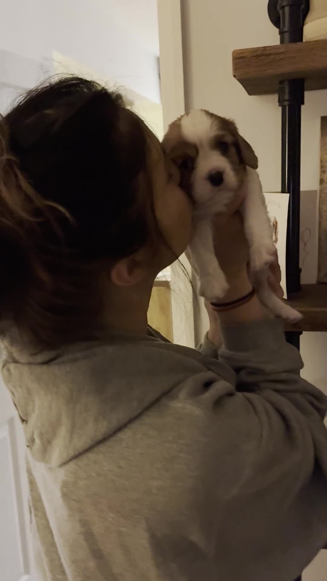 Cavalier King Charles Spaniel dogs for sale: King Charles Cavalier Blenheim boy available 🐶🥰 - Video 2