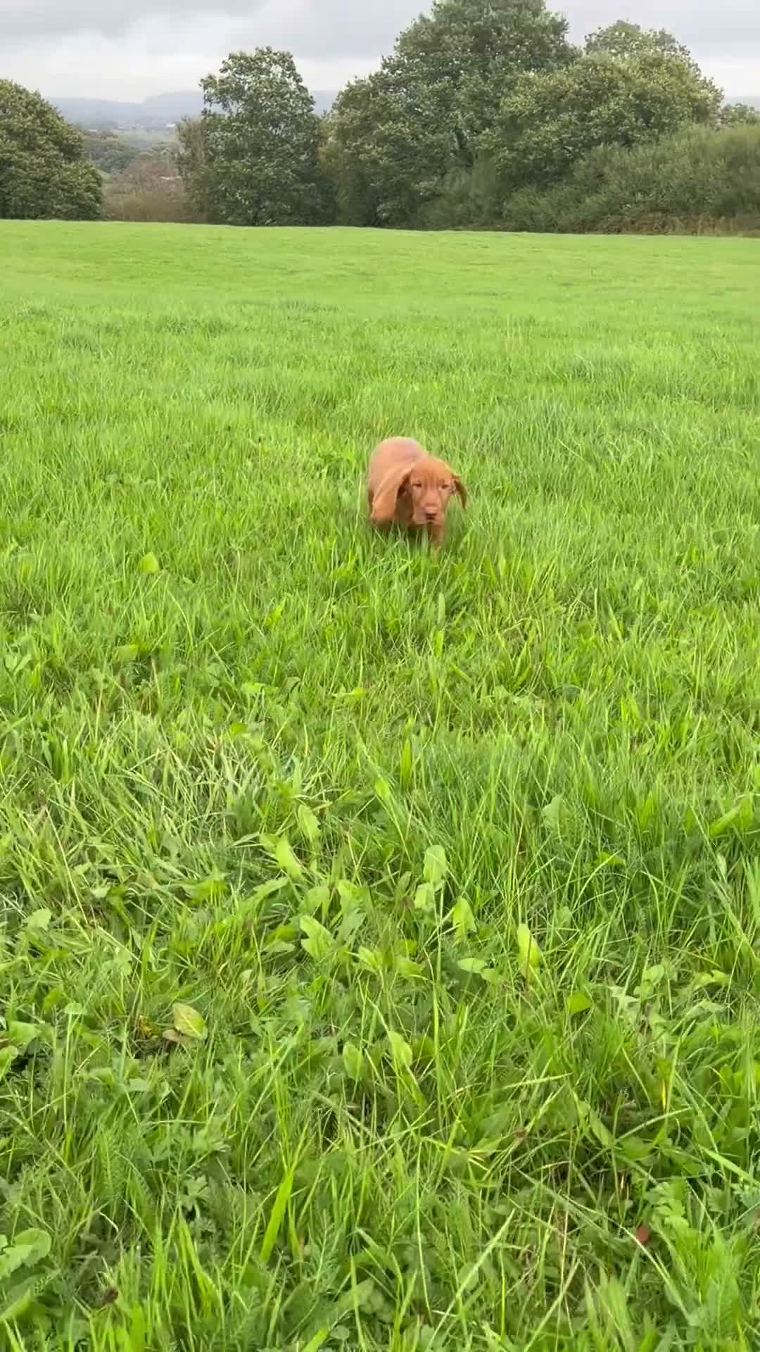 Hungarian Vizsla dogs for sale: Legally Docked KC Hungarian Vizsla Pups - Video 1