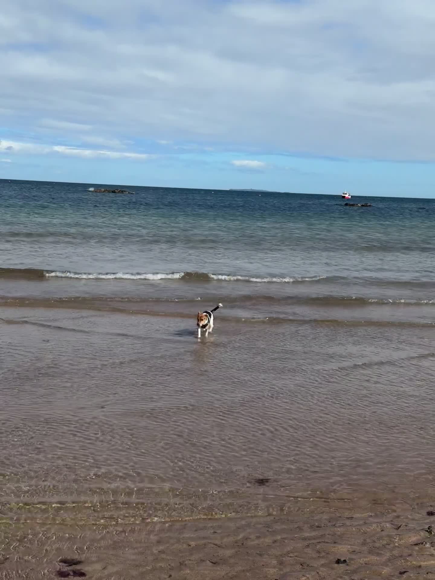 Jack Russell dogs for sale: Jack Russell Terrier boy looking for new home - Video 3