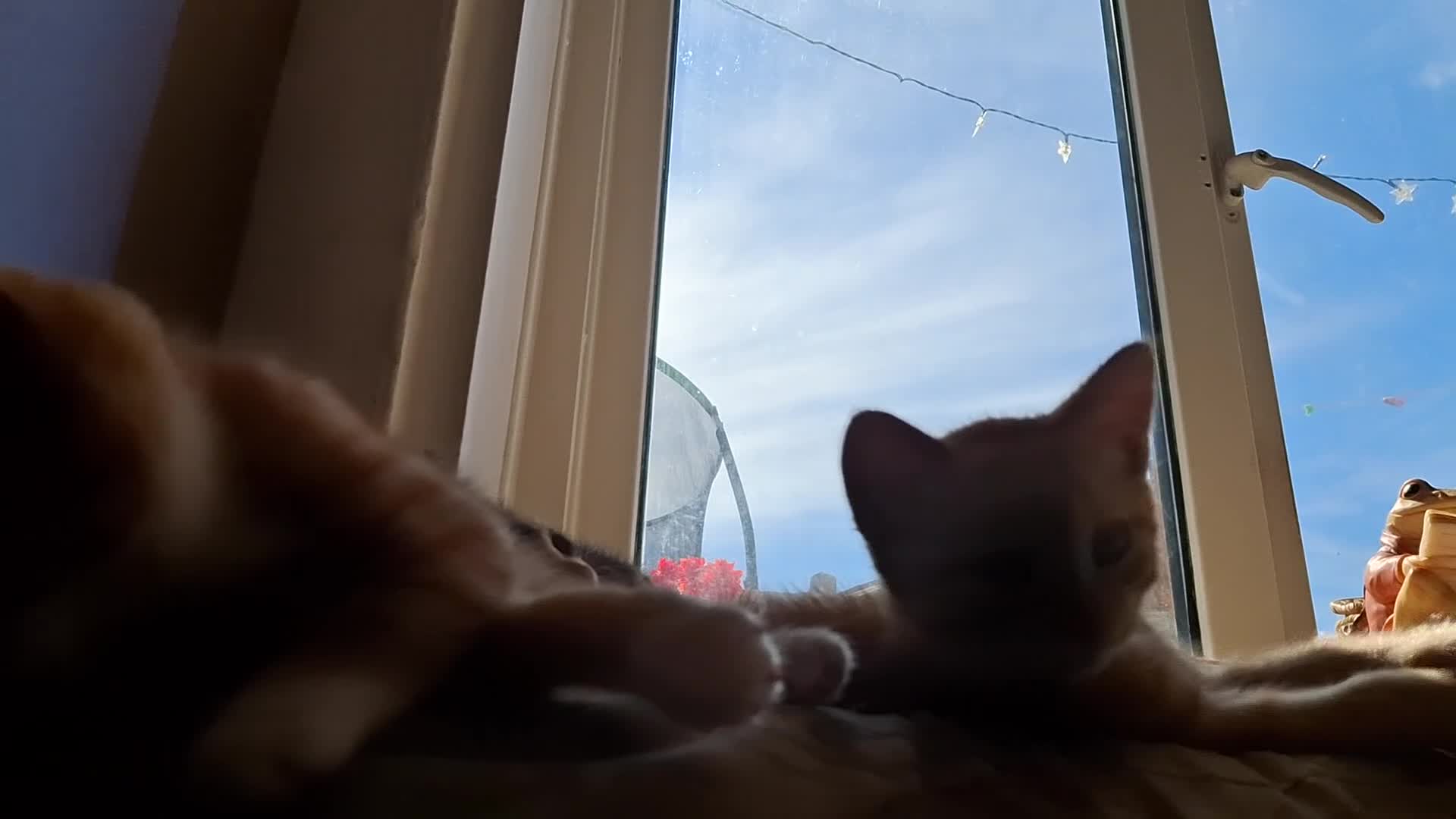 Mixed Breed cats for sale: Beautiful ginger kitten - Video 1