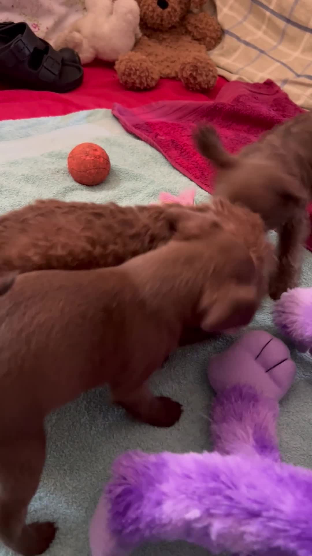 Mixed Breed dogs for sale: Patterdale crossed with Jack Russell  - Video 1