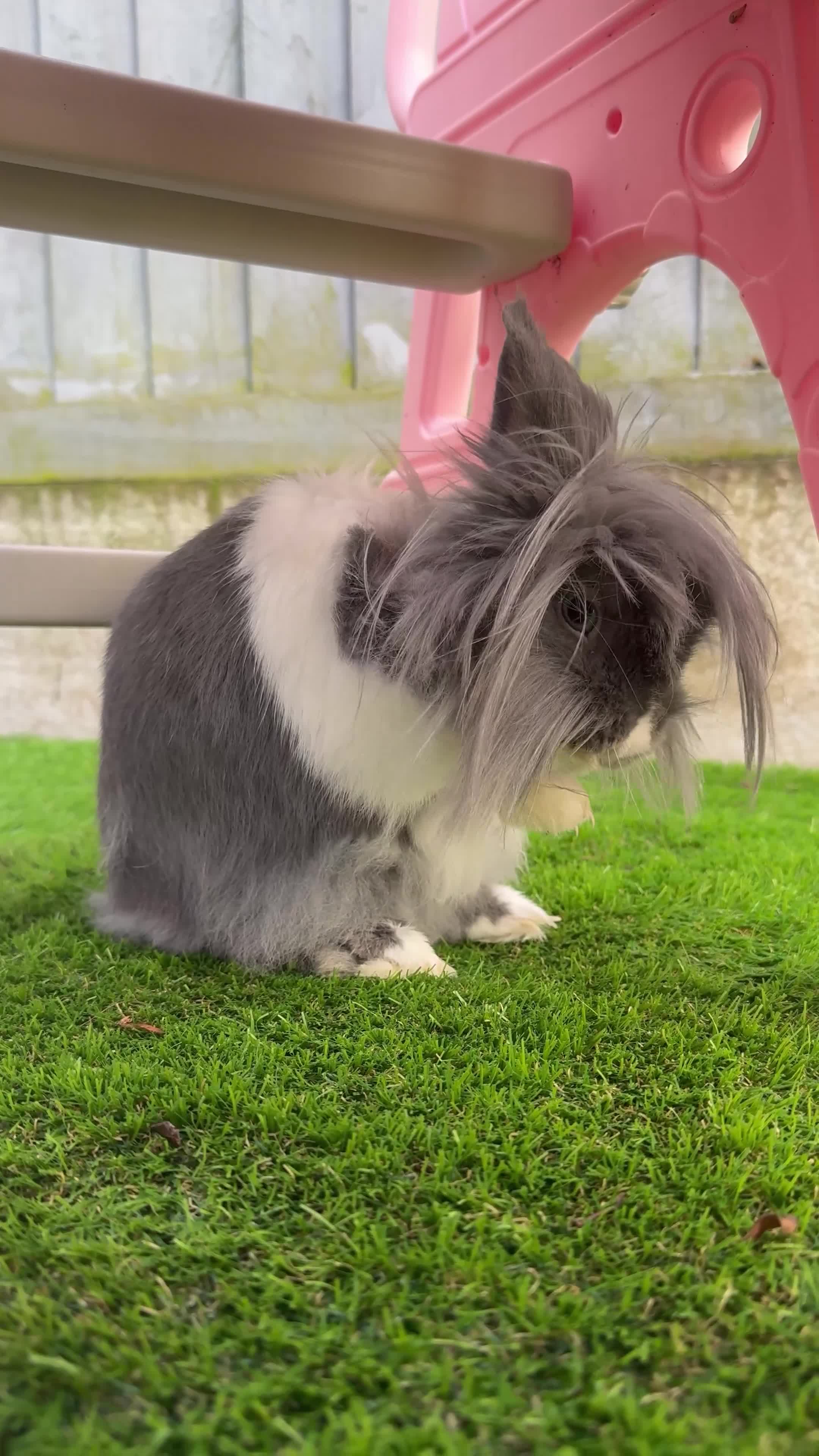 Mixed Breed rabbits for sale: Minnie the rabbit in Birmingham - Video 1