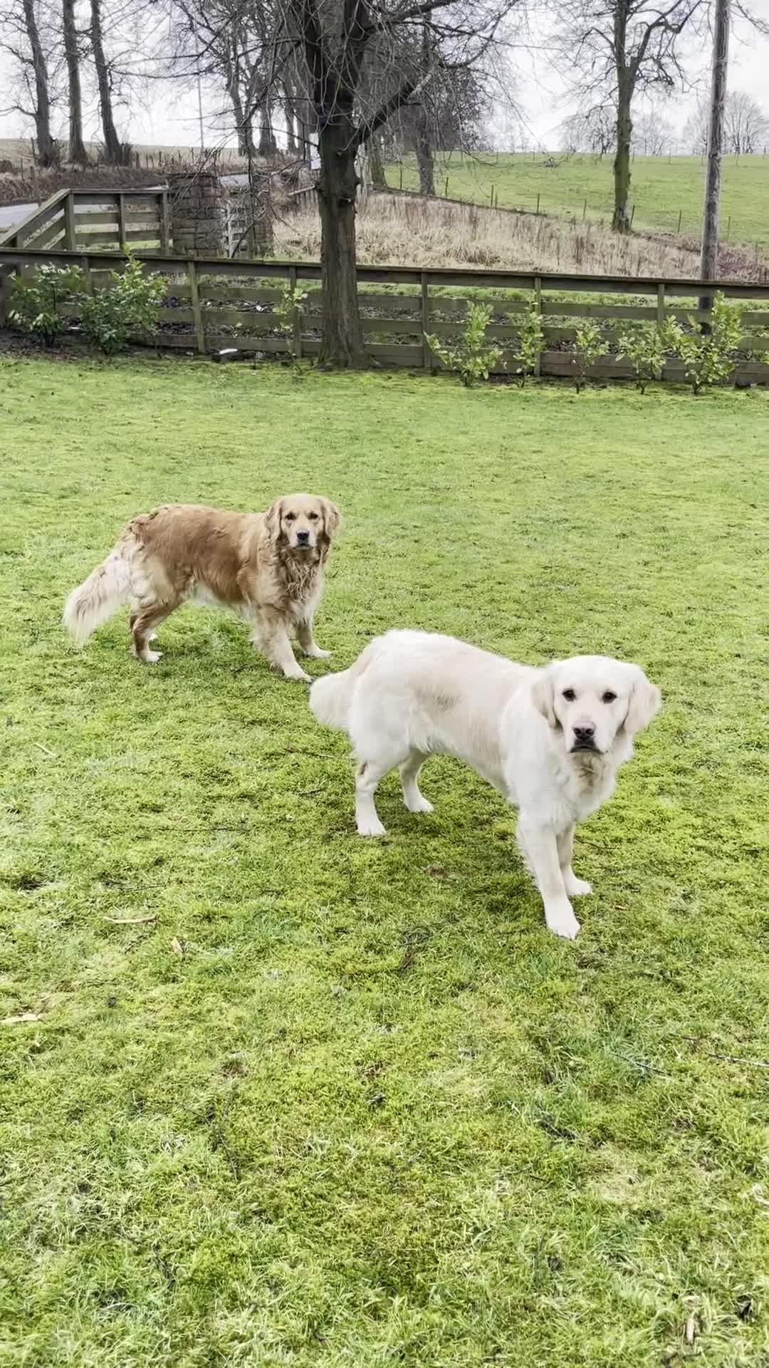 Golden Retriever dogs for sale: KC Golden Retrievers - Video 1