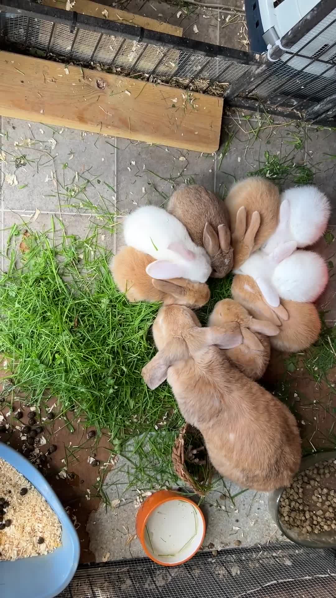 Dwarf Lop rabbits for sale: Baby bunnies looking for forever homes - Video 2