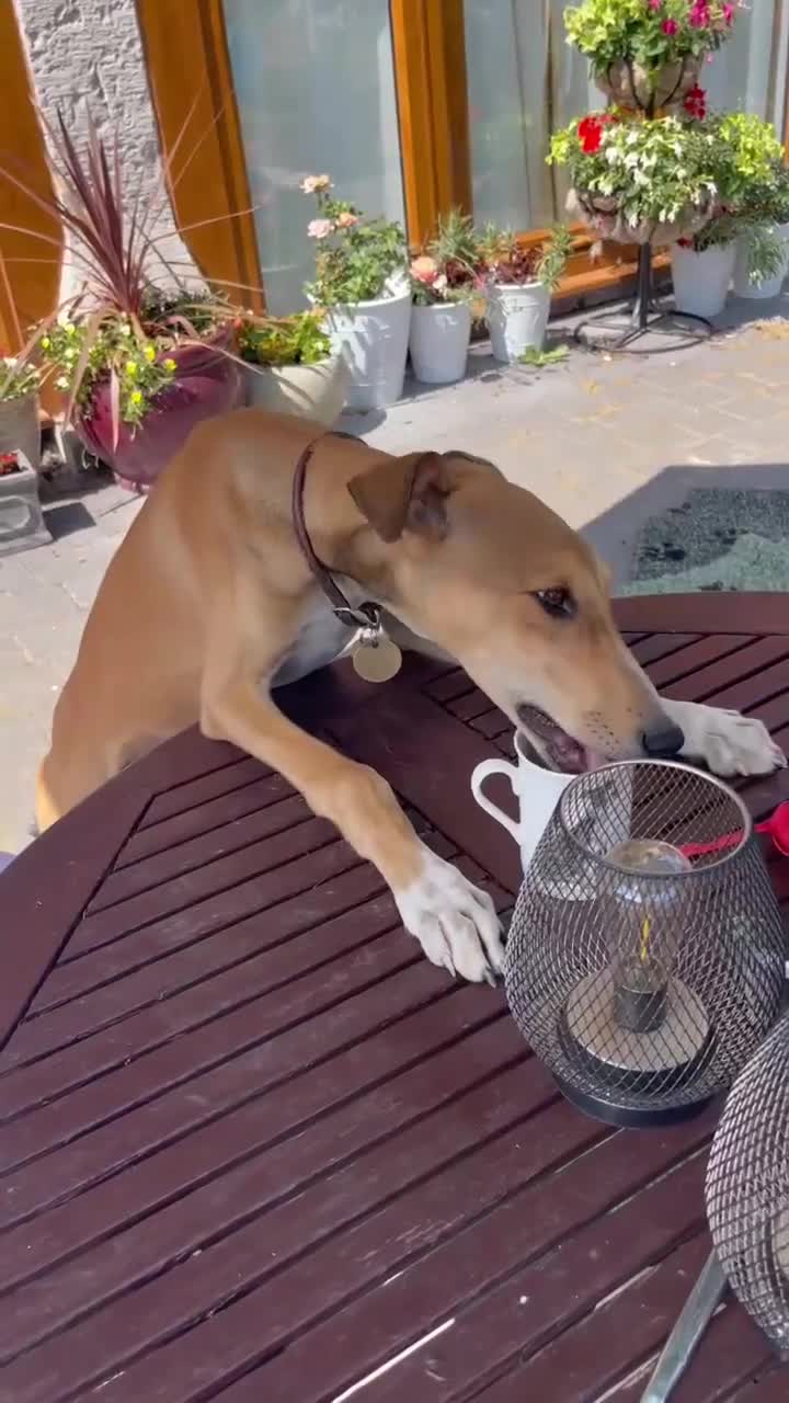 Mixed Breed dogs for adoption: Little Orion 5 months old in Shrewsbury - Video 1