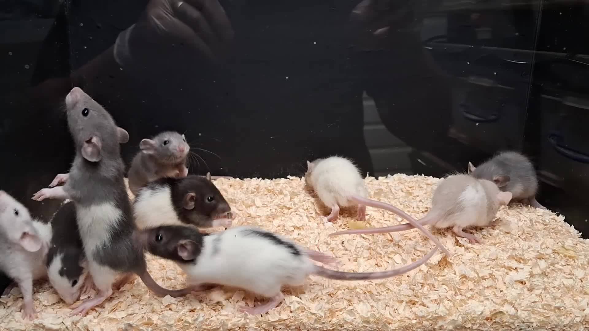 Rat rodents for sale: Baby Dumbo Rat's available, Males & Females  - Video 2