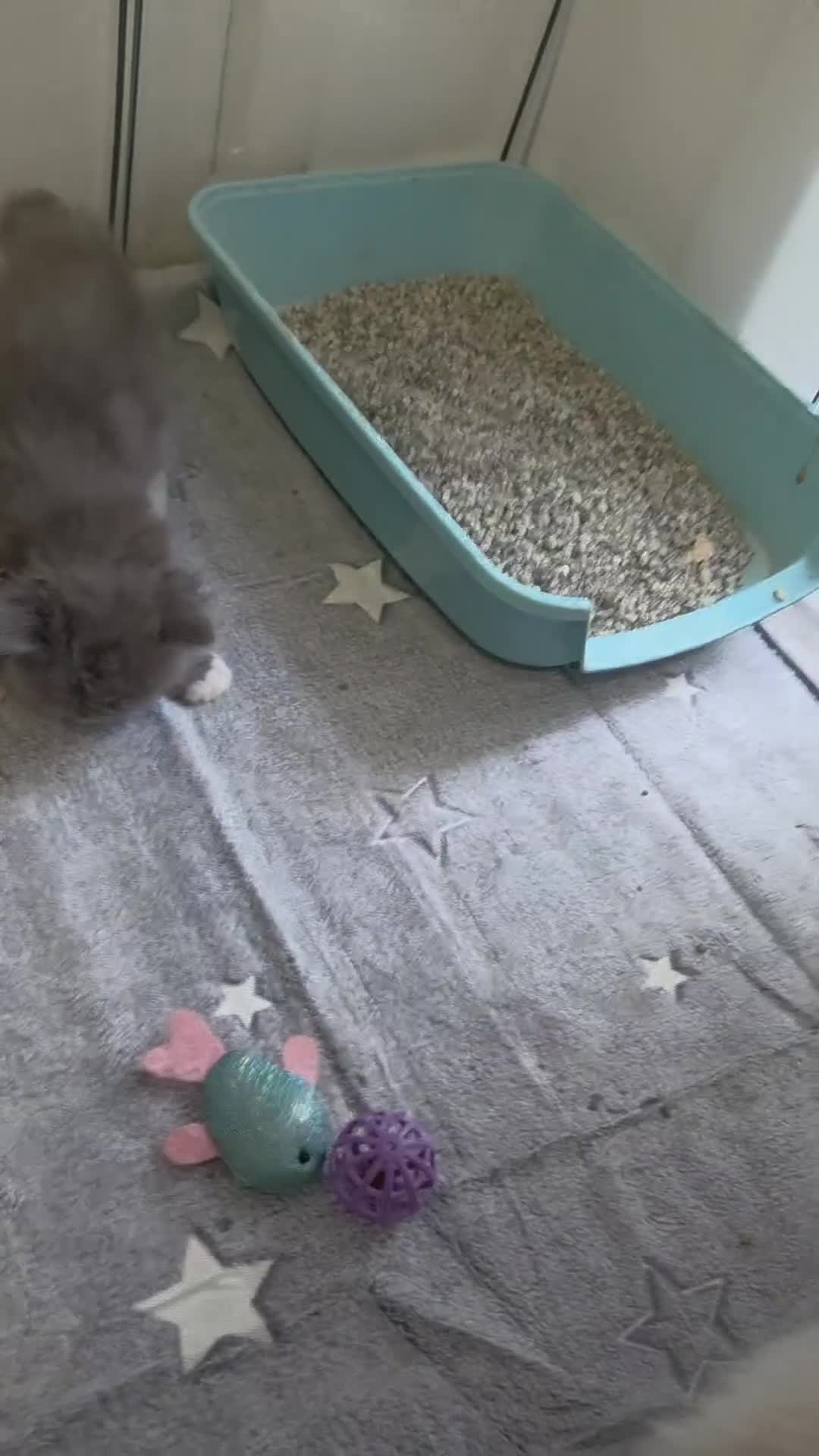 Persian cats for sale: Persian chinchilla ragdoll kittens - Video 1