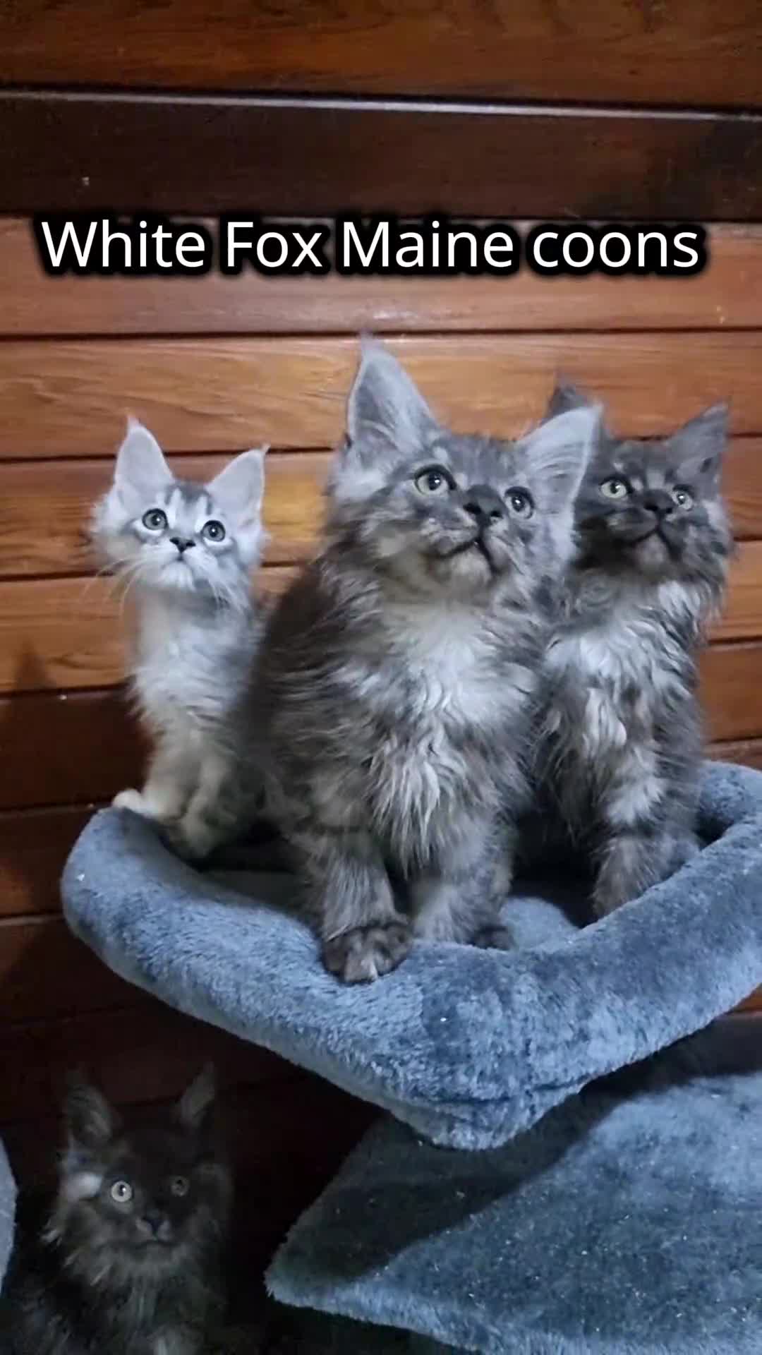 Maine Coon cats for sale: Pedigree Maine Coon Kittens for sale  - Video 1