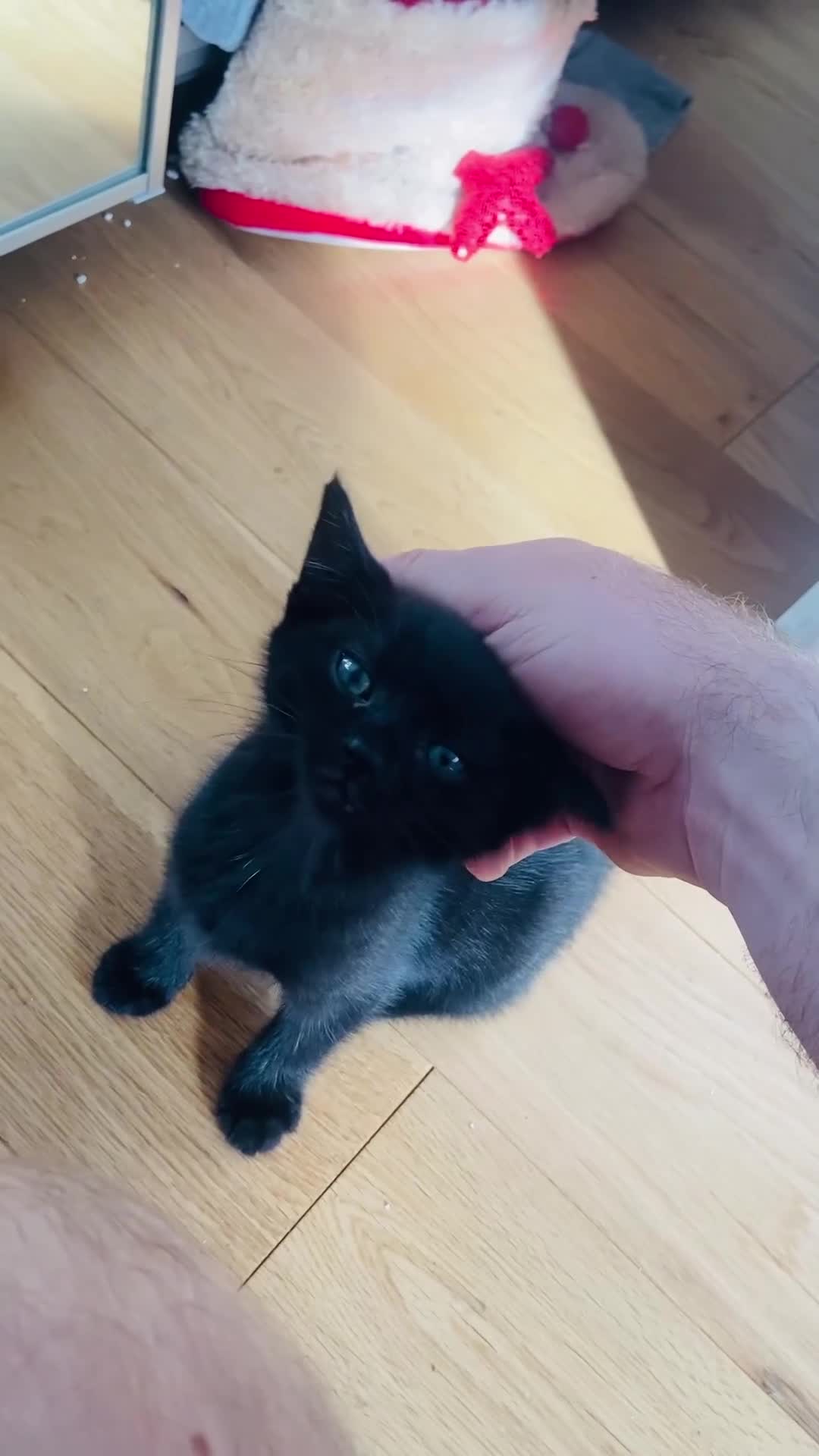 Mixed Breed cats for sale: Beutiful kittens for sale - Video 2