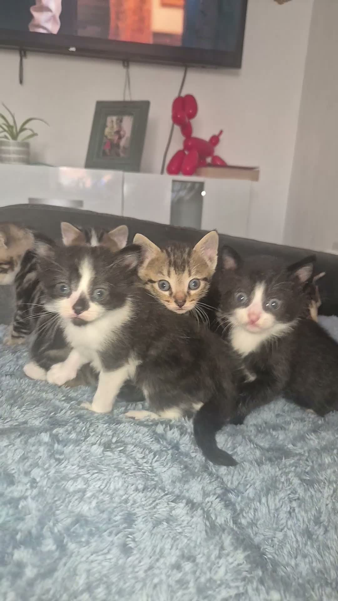 Mixed Breed cats for sale: Bengal Cross Kittens Ready for a Loving Home in Doncaster - Video 3