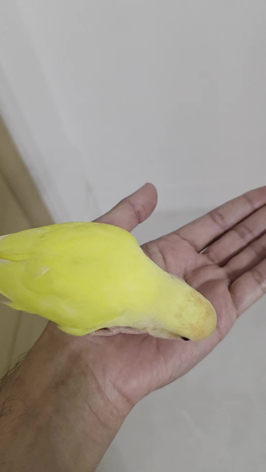 Lovebirds birds for sale: Beautiful tame, hand-reared baby peachface - Video 3