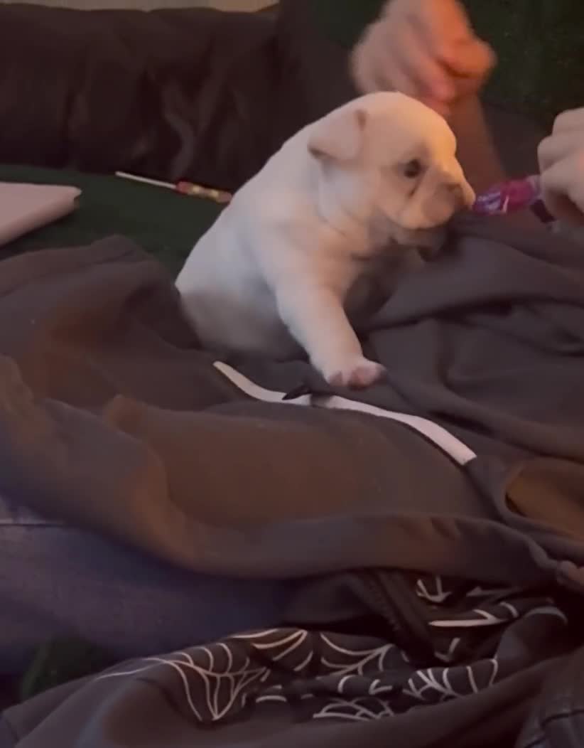 French Bulldog dogs for sale: Kc French bulldog puppy male - Video 2