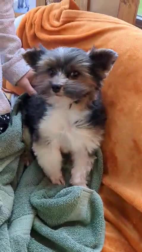 Yorkshire Terrier dogs for stud: Purebred BiewerTerrier/ColourfulYorkie Proven Stud in Merthyr Tydfil - Video 3