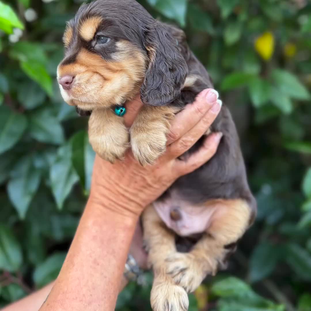 Cocker Spaniel dogs for sale: Show Cocker Spaniel pups KC reg - Video 3