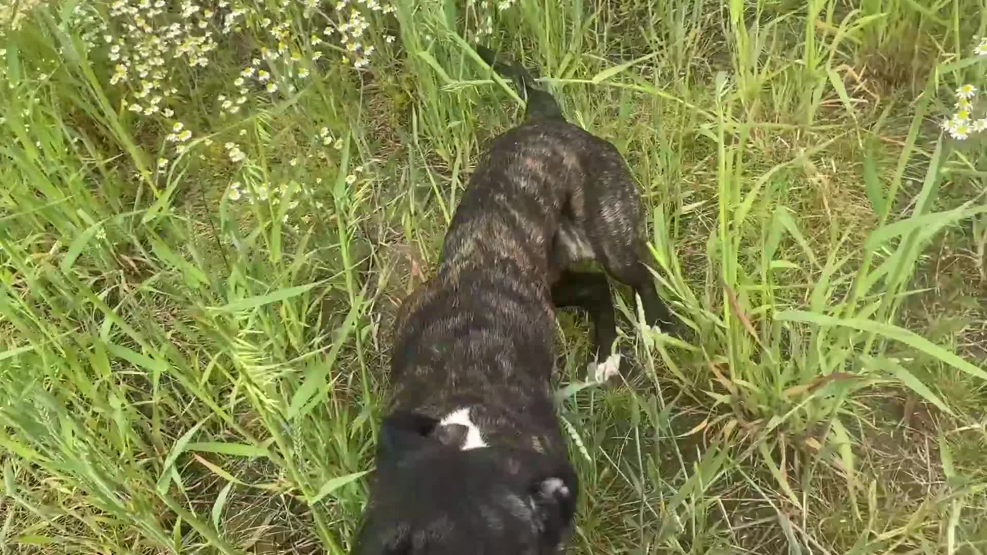 Cane Corso dogs for sale: Bronson - Video 1