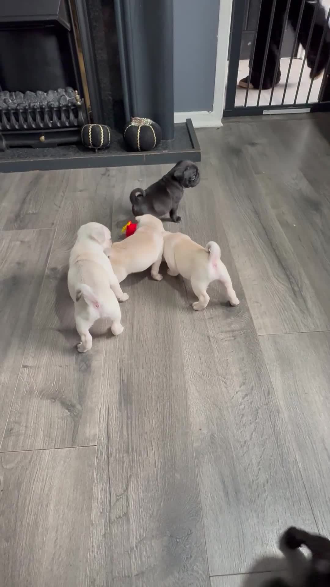 Pug dogs for sale: Pug pups for sale - Video 2