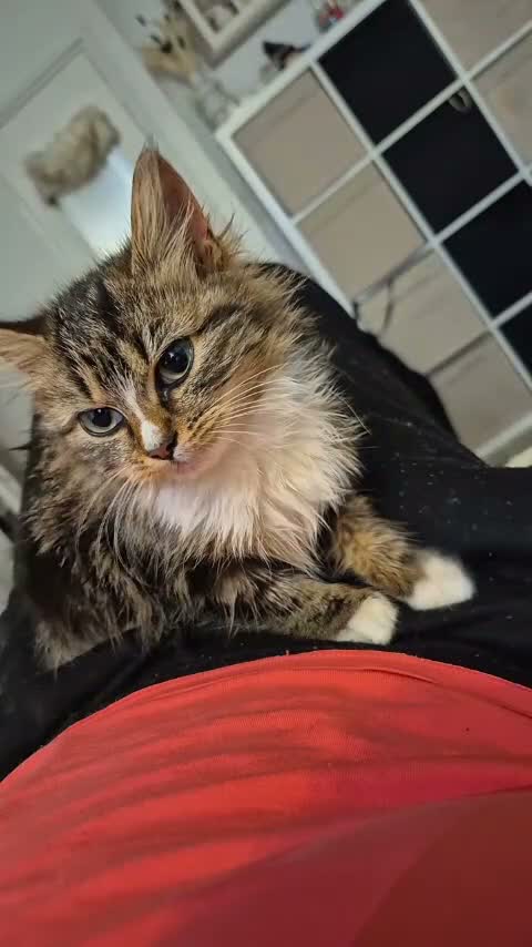 Mixed Breed cats for sale: Beautiful mixed breed fluffy girl  in Birmingham - Video 1