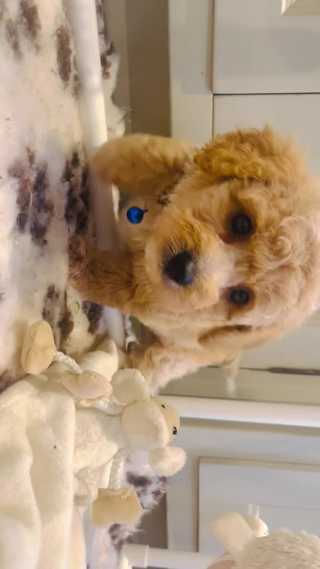 Cavapoochon dogs for sale: Exceptional Extensively health tested cavapoochon - Video 1