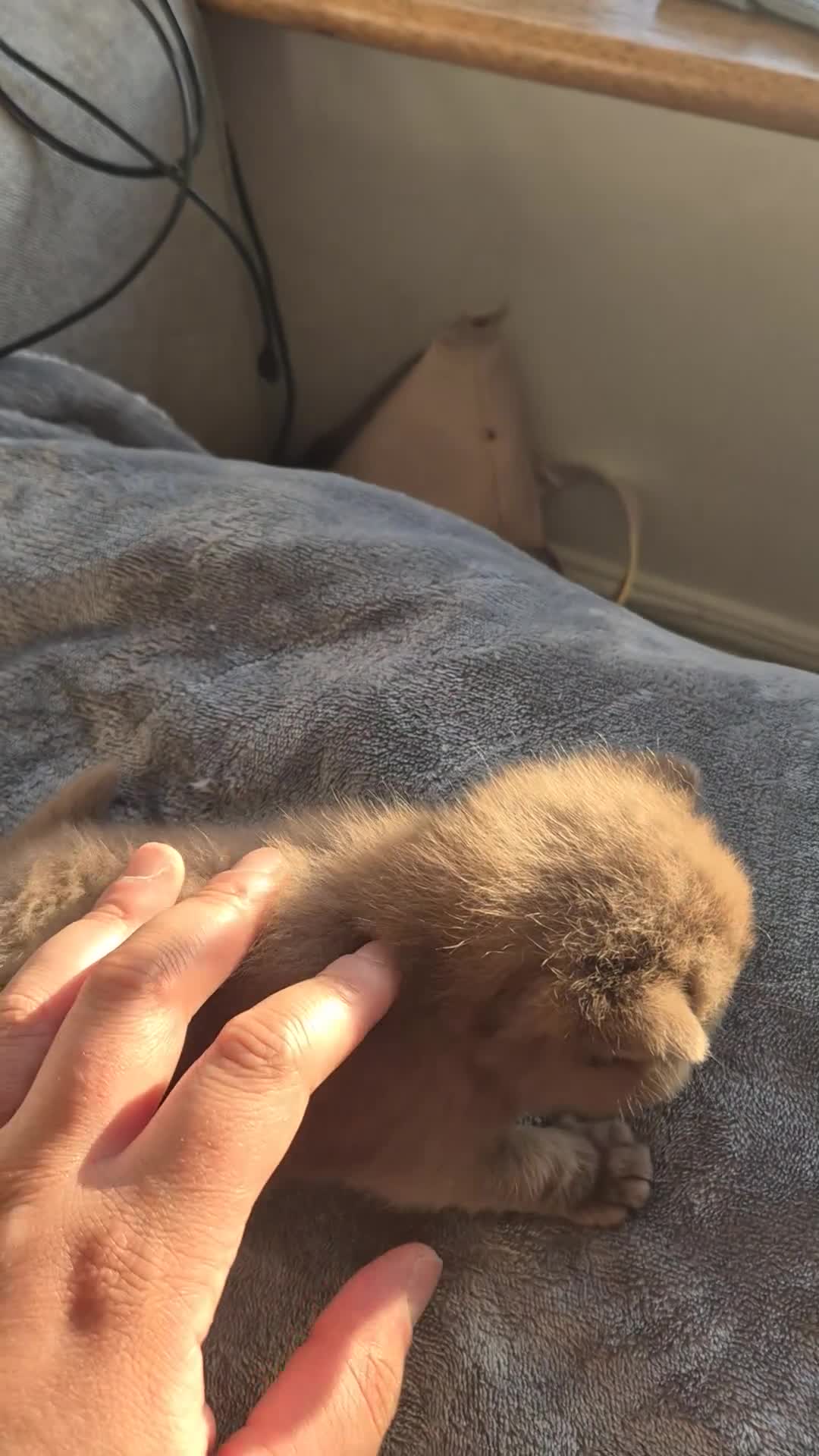 British Shorthair cats for sale: 2 GCCF female British short hair kittens  - Video 1