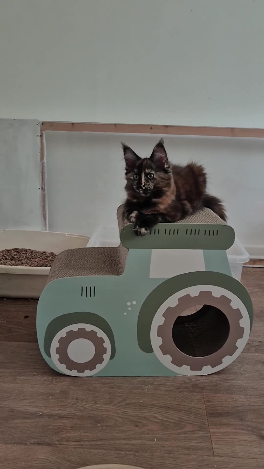 Maine Coon cats for sale: XL maine coon kittens GCCF  - Video 1