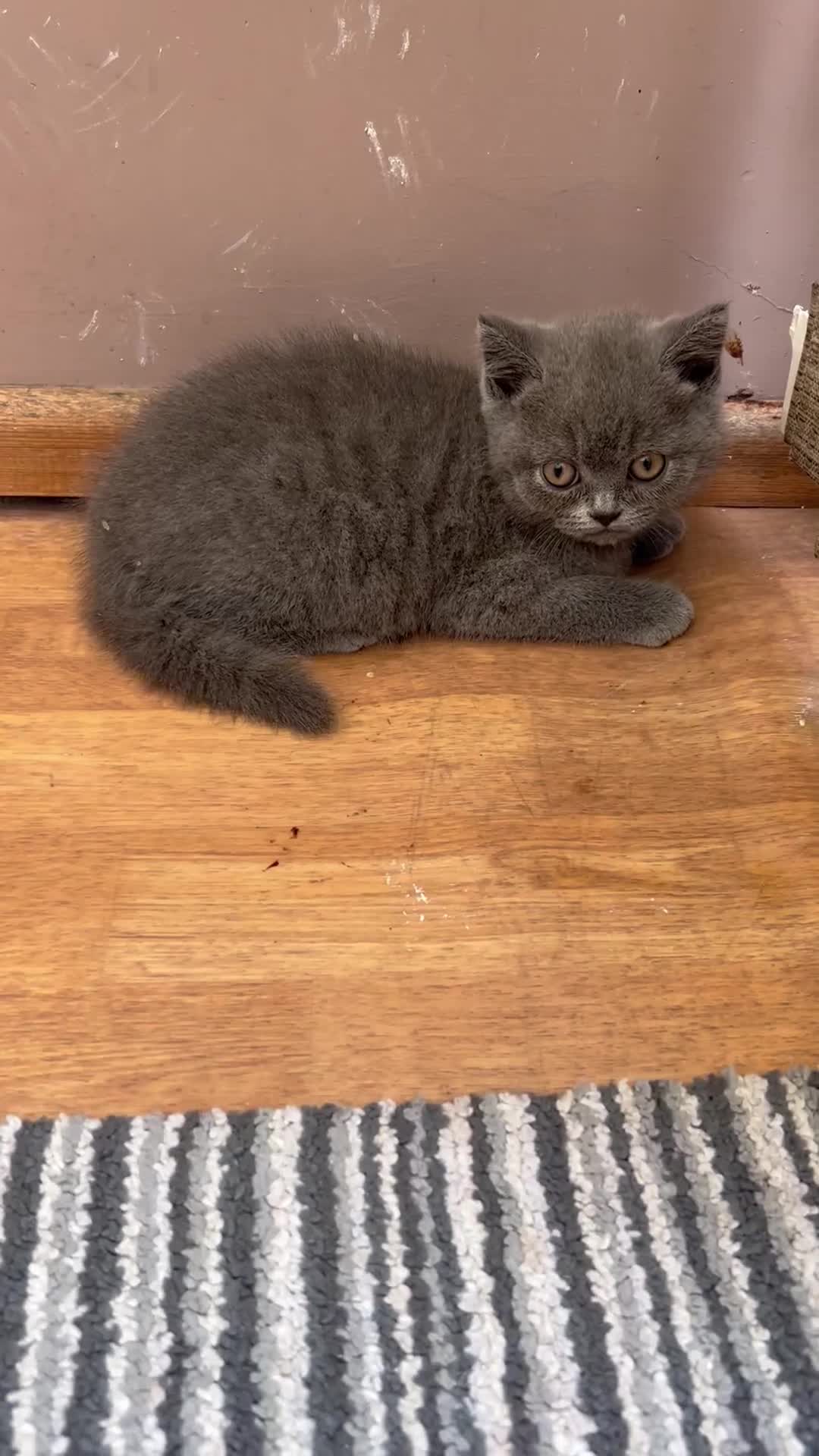 British Shorthair cats for sale: 2 Beautiful British ShortHair  - Video 1