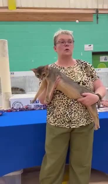 Abyssinian cats for stud: Champion blue Abby. Atlantis - Video 1