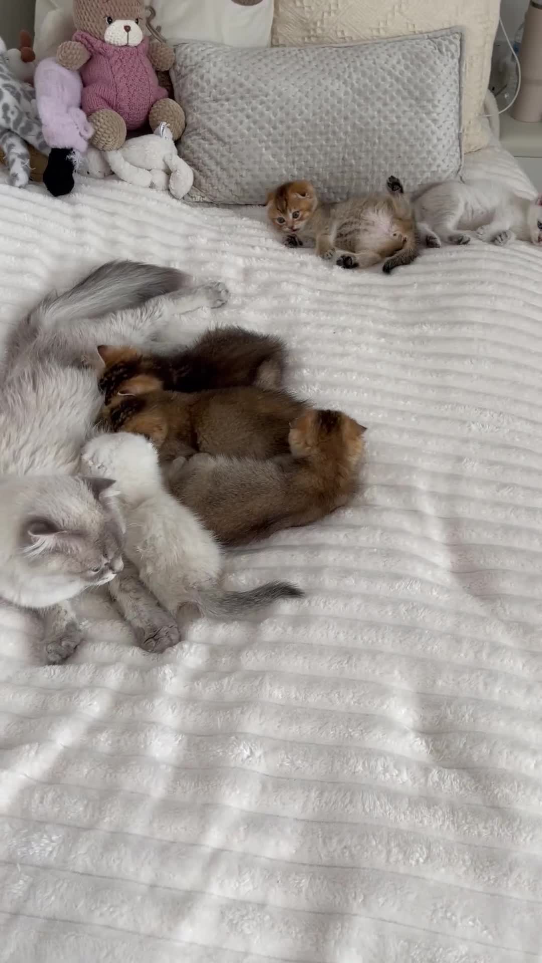 Scottish Fold cats for sale: LOVELY SCOTTISH FOLD KITTENS  in Basildon - Video 4