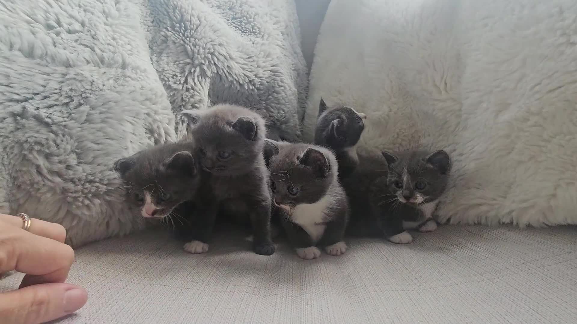 Russian Blue cats for sale: Russian Blue Mix with British Short Hair - Video 1