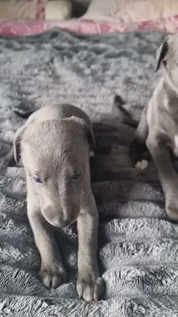 Whippet dogs for sale: Whippet puppies show background  - Video 1