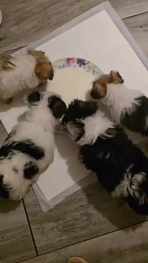 Mixed Breed dogs for sale: LHASO APSO X YORSHSIRE TERRIER PUPS  - Video 3