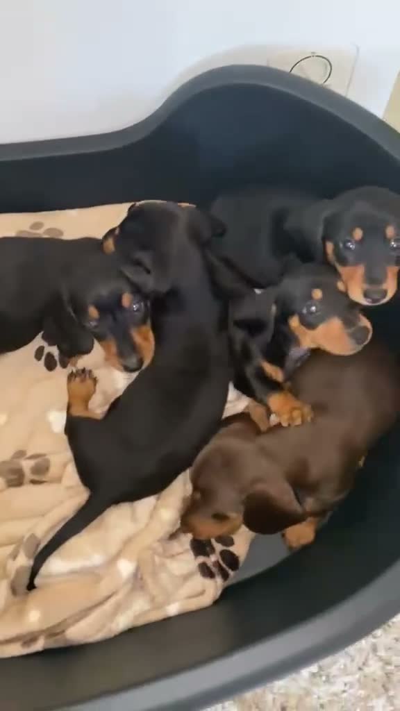 Dachshund dogs for sale: 7 beautiful puppy’s looking for a forever home.  - Video 1