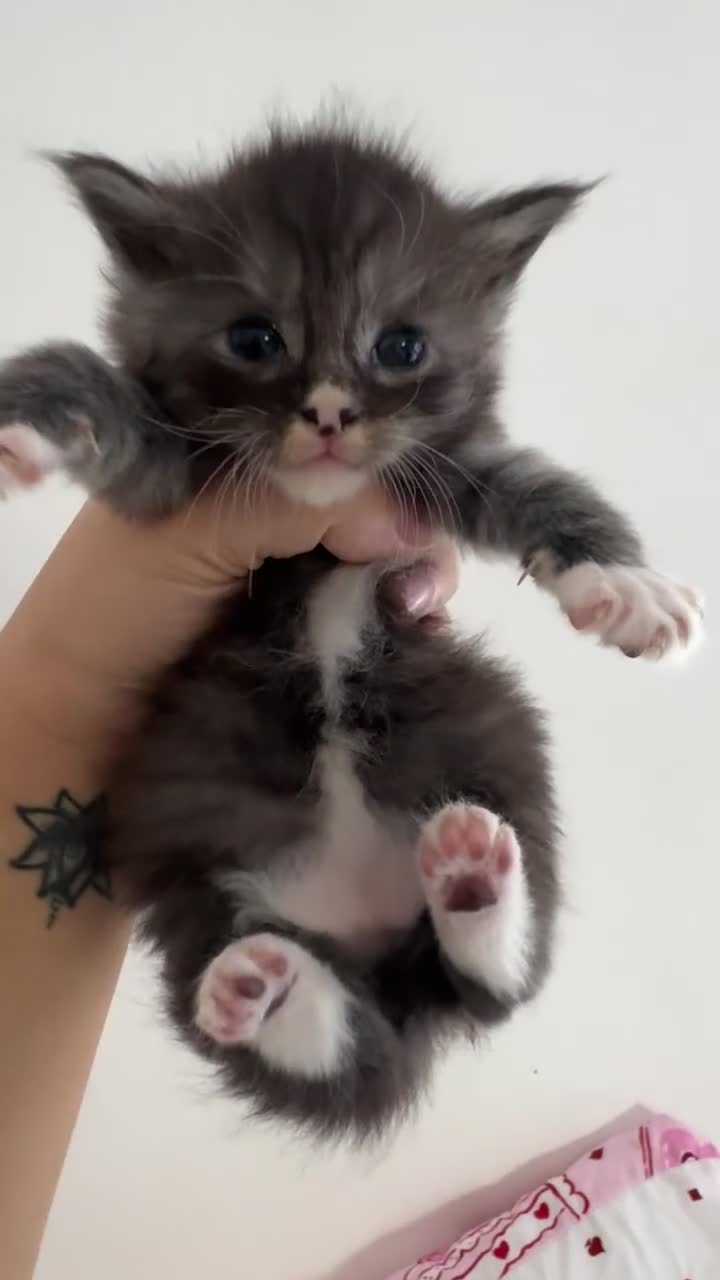 Maine Coon cats for sale: Maine coon kittens tica reg - Video 1