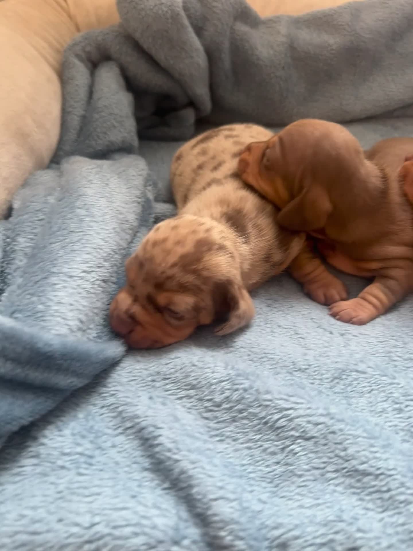 Miniature Dachshund dogs for sale: Special delivery 💙❤️ - Video 1