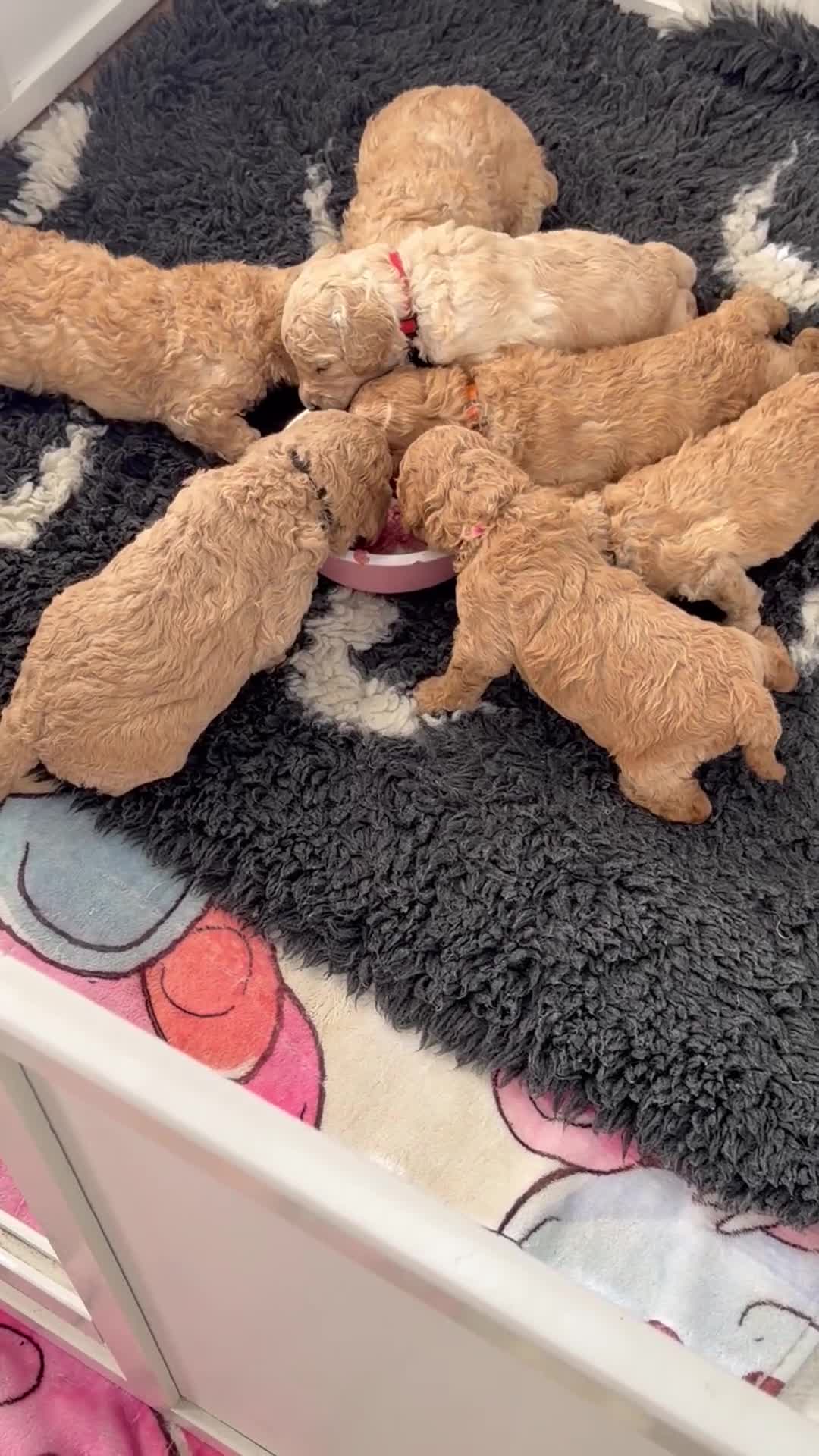 Miniature Poodle dogs for sale: KC Miniature Poodles DNA tested,  0% co eff  - Video 2