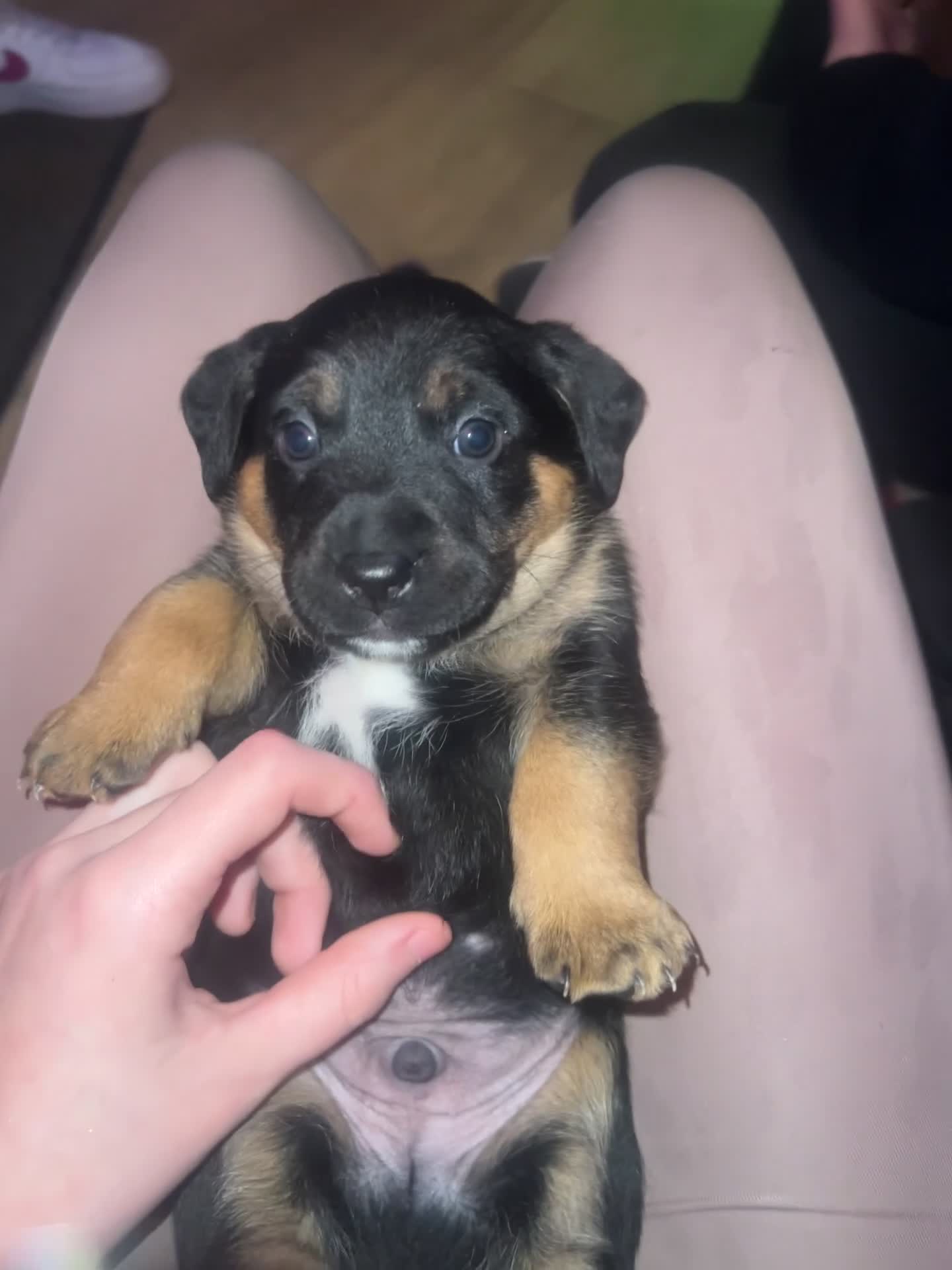 Mixed Breed dogs for sale: Jack Russel x Rottweilers x wolfhounds in Stockton-on-Tees - Video 1