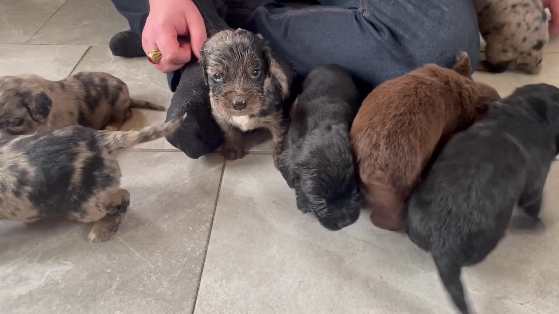 Cocker Spaniel dogs for sale: COCKER SPANIEL PUPS  ( SOLD ) - Video 3