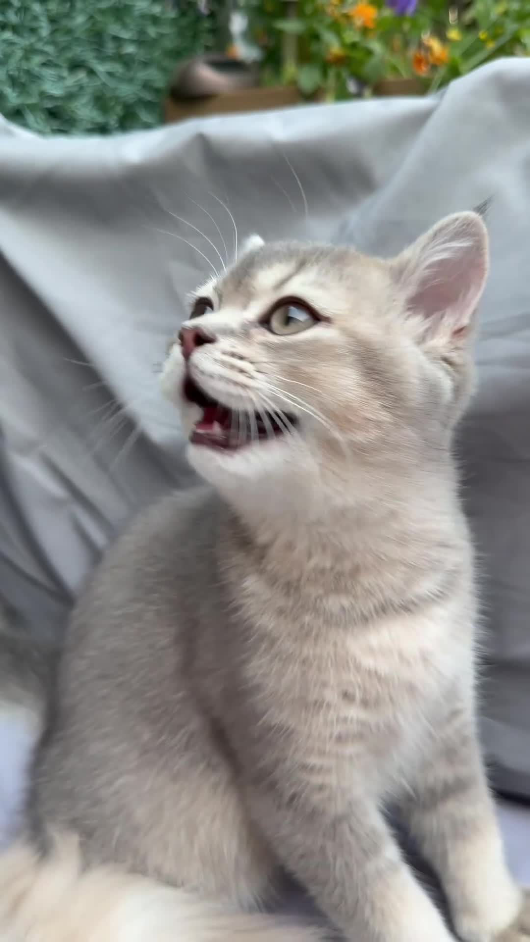 British Shorthair cats for sale: GCCF Golden Blue 🦋BSH Boy  - Video 2